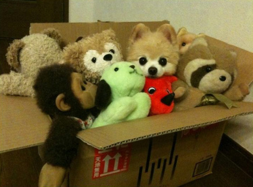 toptumbles:Bet you can’t find me