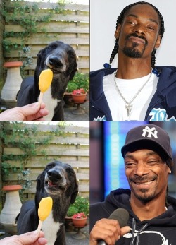 sm0keblunts:  uromdope:  he’s the dogg