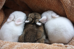 Fuzzy bunnies!