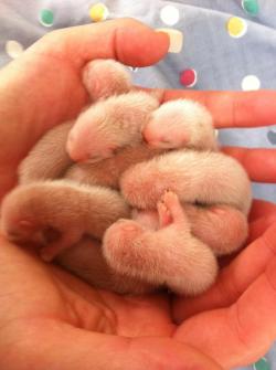 Thisisthetheday:  Gaykittens:  Heroesandharmonies:  My Friends Ferret Had Babies,