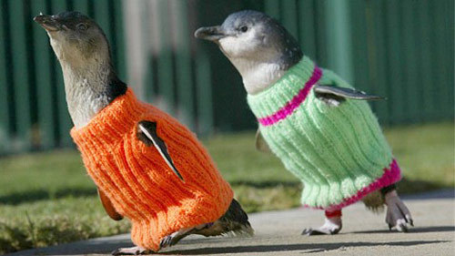 mikeheidkamp:  arielfasho:  how cute.  A penguin in a tuxedo… brilliant. 