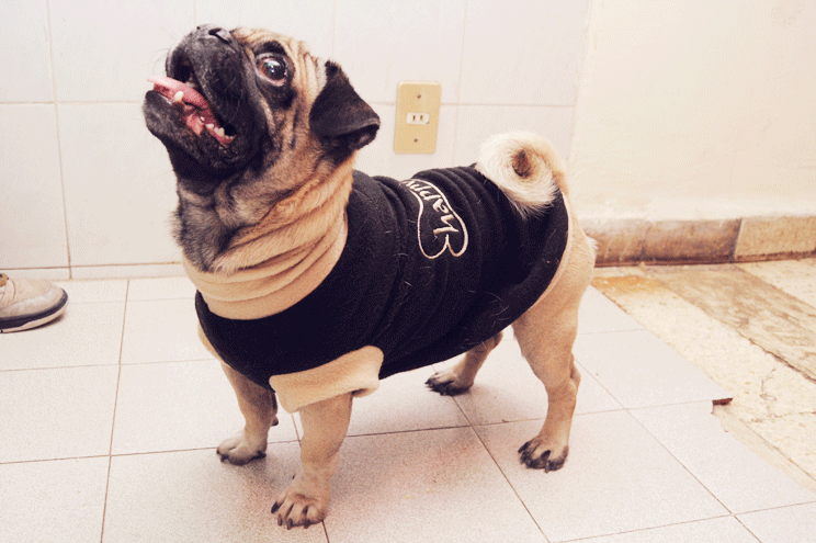ilovepugs:  here is chocorrol with his new pijamas. 