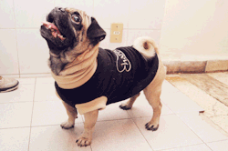 ilovepugs:  here is chocorrol with his new