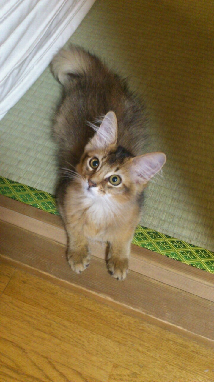 PURRings of PURRfection