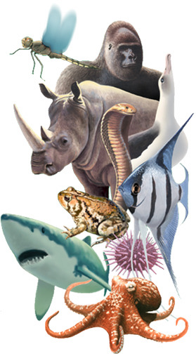 VertNet — Animal Diversity Web: Using vertebrate data to...