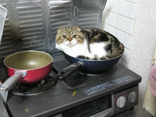 funny-pictures-uk:  I think I’ll skip this meal.. 