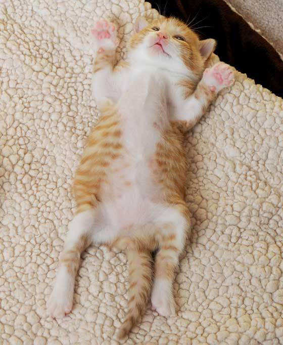 Purr.