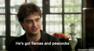 h0useofwolves:  Daniel Radcliffe speaking about Rupert Grint “I will just give you a quick list of what is the Grint menagerie at the moment. Um, in terms of cars I think he’s just sold- [has he got the ice cream van still?]- He’s got the ice cream