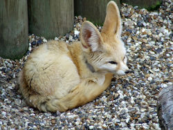 foxyfoxes:  Sleepy  awwh cuuute babies.