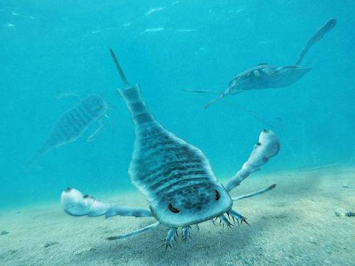 Eurypterus- Sea ScorpionWhen: Late Silurian ~ 430-420 million years ago  Where: In ancient relativel