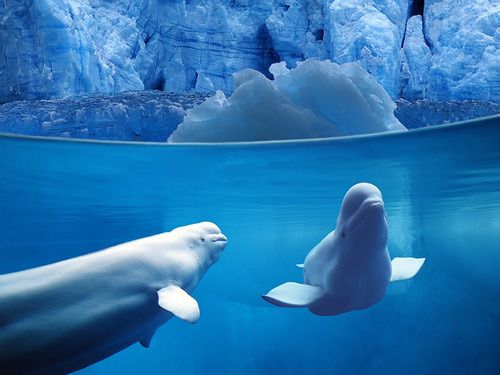 2 beluga whales swimming together! (-: