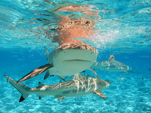 Pretty shark swimming in the clearest blue ocean! (-: