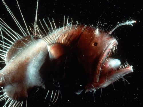 There are more than 200 species of anglerfish, most of which live in the murky depths of the Atlanti