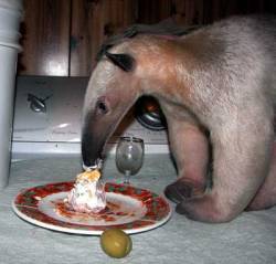 meatmodel:  can we all enjoy this picture of an anteater eating cake 