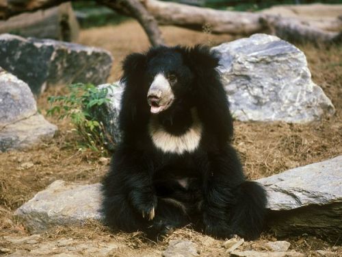 Shaggy, dusty, and unkempt, the reclusive sloth bear makes its home in the forests of South Asia. Em