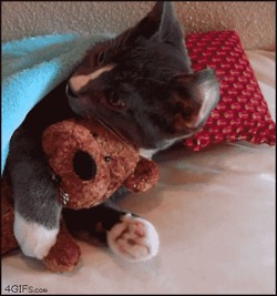 Kitty has teddy - Imgur