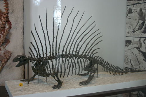 Edaphosaurus- One of the ‘sail-backs’. Not a dinosaur!Mounted specimen on display at the