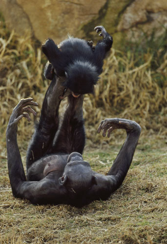 I never get tired of learning about bonobos. They are such interesting animals and so unique, even a