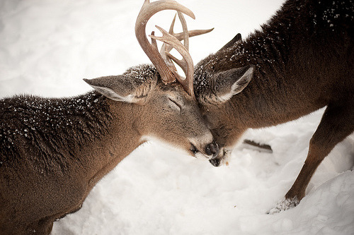 -heights:  (by aaron thompson)  EEEEEEEEEEE.