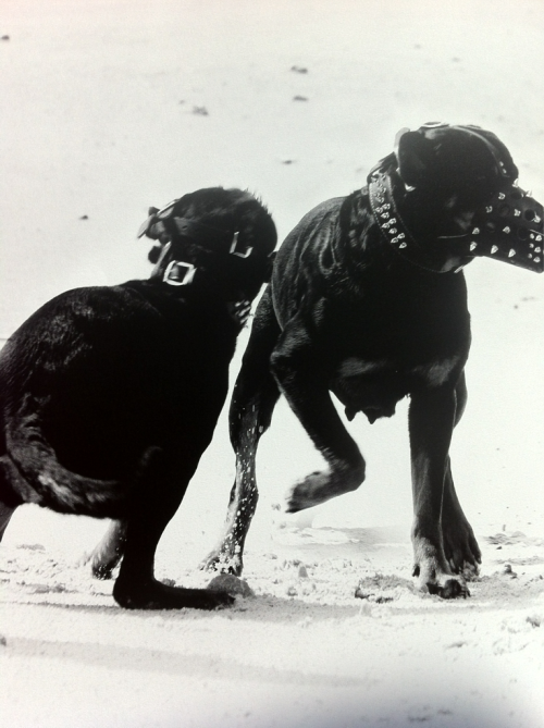 66lanvin: ENGLISH dogs by TISCI……….No.4