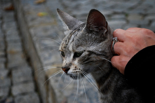 Turkish stray by LuckyRVA on Flickr.