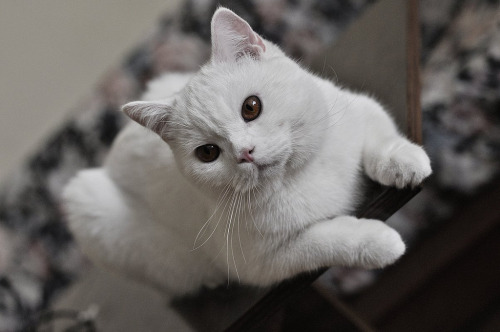 Branco turns 11 months by Double With Cream (absent…sorry!)