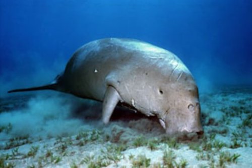 Dugongs are Pacific manatees. You can tell the difference between a manatee and a dugong because dug