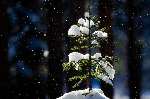 bluepueblo:   Snowy Day, Finland photo via egomanik  