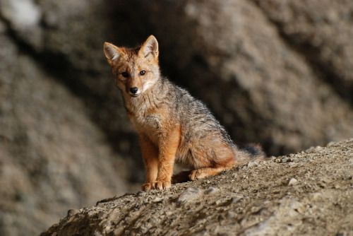 South American Gray FoxLycalopex griseusThe South American gray fox, also known as the Patagonian fo