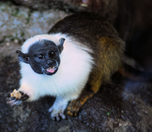 Pied TamarinSaguinus bicolorThe pied tamarin is an endangered primate species found in a restricted 