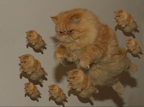 unimpressedcats:FLY MY ARMY OF KITTIES! FLYYYY!!!!!