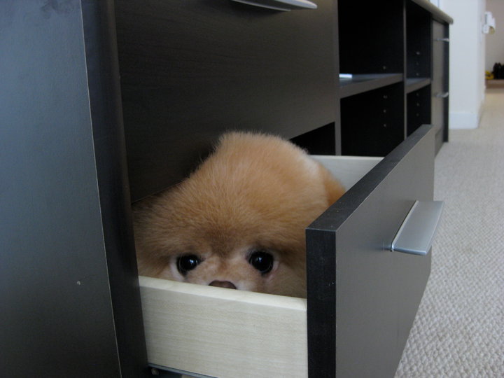 unholynoise:  &gt;.&lt;  behold my cuteness