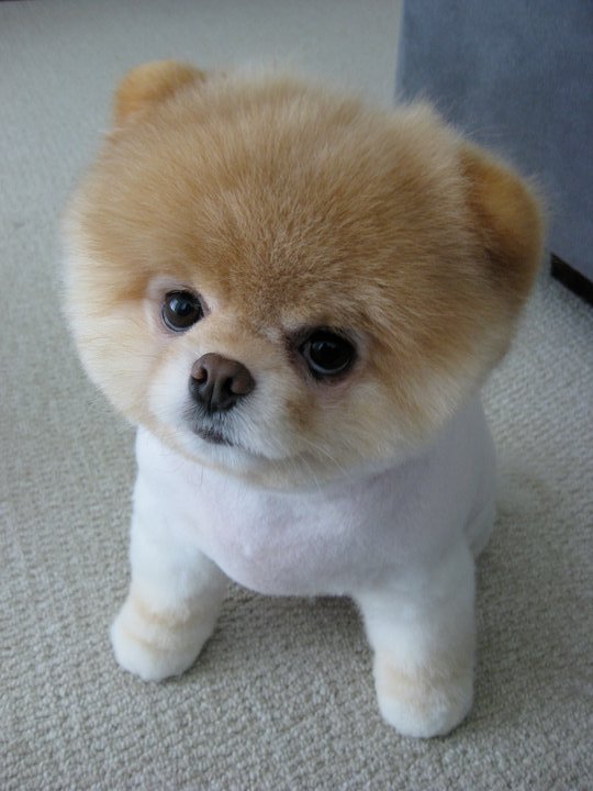 unholynoise:  &gt;.&lt;  behold my cuteness