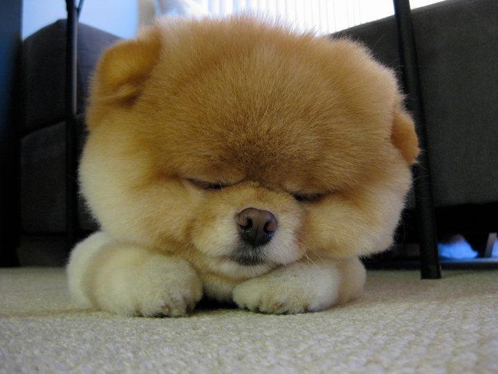 unholynoise:  &gt;.&lt;  behold my cuteness