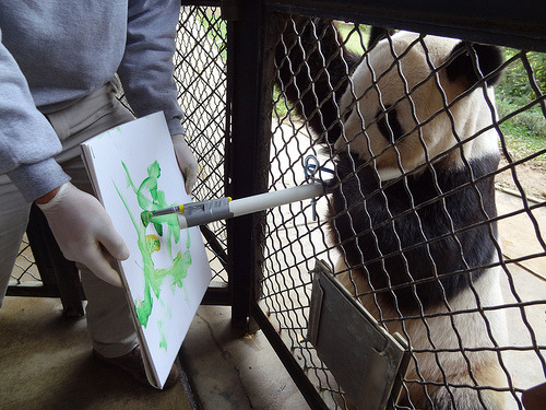 usagov:  Image description: Picasso or Panda? Giant panda Tian Tian gets his paws