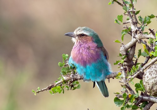 earth-song:Lilac breasted Roller
