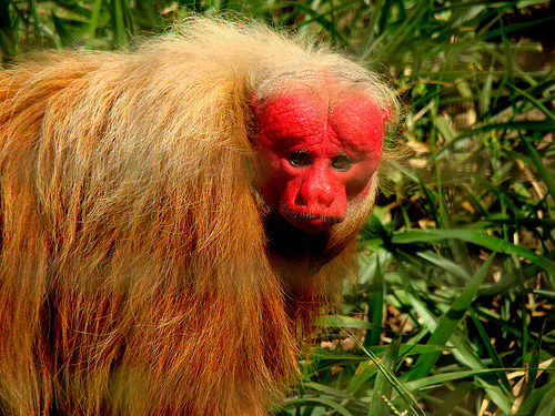 eximago:  The bald uakari (Cacajao calvus) is a small, arboreal New World monkey