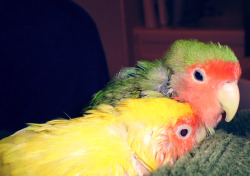 My two lovebirds cuddled up after their bath &lt;3 
