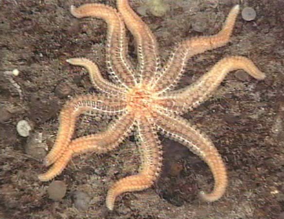 rhamphotheca:
“ A newly discovered species of sea star collected at Site 3, off the East Coast of the United States, which consists of a series of Lophelia reefs, or lithoherms (rock pinnacles with living reef on top), in depths of 1,600 to 2,000...