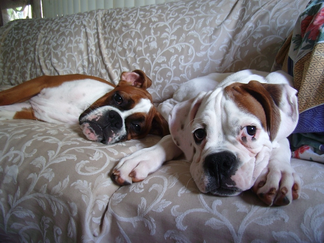 fuckyeahboxers:  abbey and ace holding down the couch.  This will be Darla and me