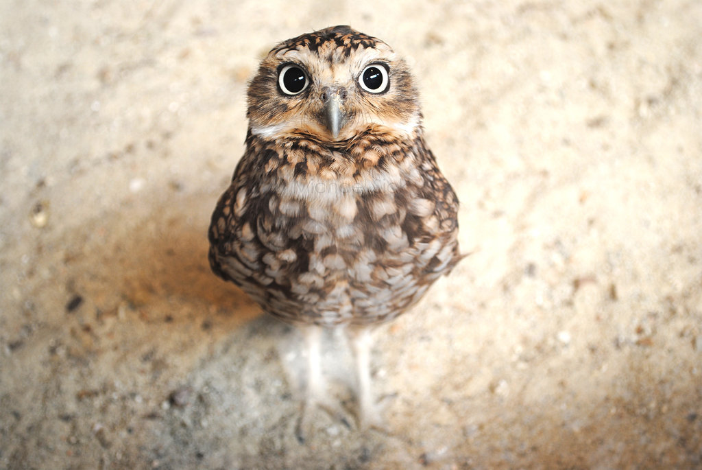 deviantart:  Meet Birdy by ~kauf-mich 