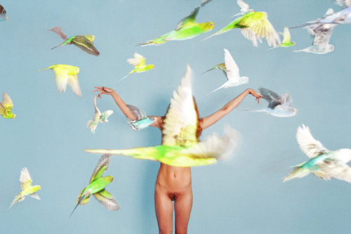  Parakeets, 2011If you’re in Miami, Team Gallery is having a group exhibition at Art Basel M