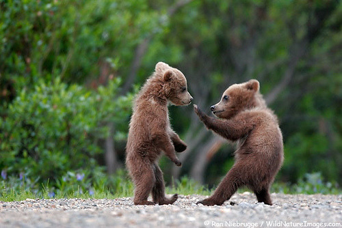 the-absolute-funniest-posts:  4nxiety: They’re like little hairy people awe This