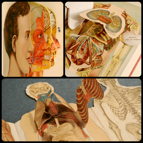 stickiemickie:  dollymacabre:  Antique Anatomical “Pop-up” Medical Book.  Someone please get me this ;___; 