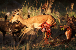 a-n-i-m-a-l-p-l-a-n-e-t:  African Wild Dogs ripping apart their next meal. 