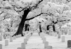 thecreepylittlegirl:  d-e-n-o-u-e-m-e-n-t:  If you look at it this way; Cherry blossoms are planted in graveyards because they need the nutrients from the rotting corpses underneath the ground. That’s why these trees are fully grown and pretty. From