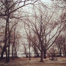 trees (Taken with Instagram at Forest Lake,