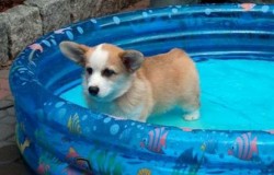 Buy Me A Corgi!