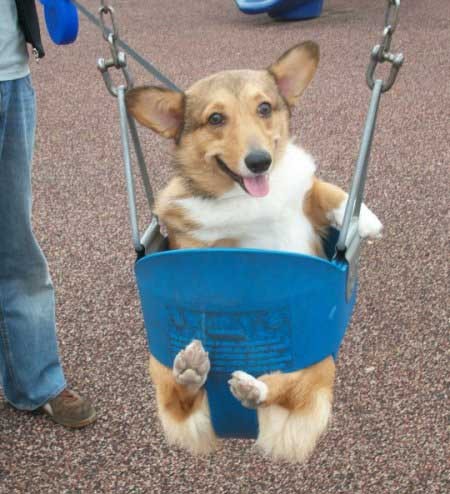 Buy Me A Corgi!
