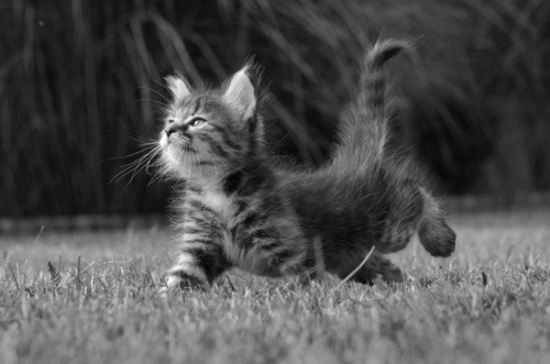 ((not actual cat porn))